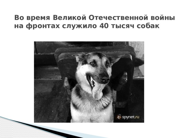Во время Великой Отечественной войны на фронтах служило 40 тысяч собак 