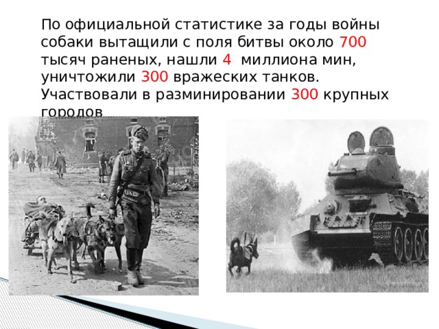 По официальной статистике за годы войны собаки вытащили с поля битвы около 700 тысяч раненых, нашли 4 миллиона мин, уничтожили 300 вражеских танков. Участвовали в разминировании 300 крупных городов 