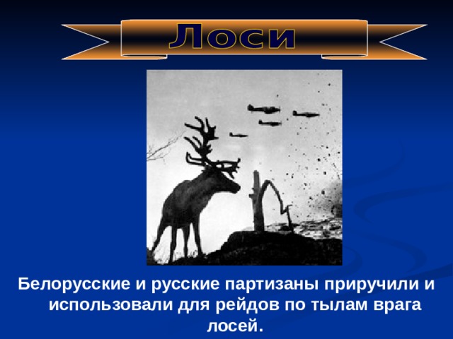 Белорусские и русские партизаны приручили и использовали для рейдов по тылам врага лосей. 