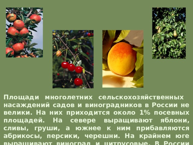Площади многолетних сельскохозяйственных насаждений садов и виноградников в России не велики. На них приходится около 1% посевных площадей. На севере выращивают яблони, сливы, груши, а южнее к ним прибавляются абрикосы, персики, черешни. На крайнем юге выращивают виноград и цитрусовые. В России ежегодно собирается около 2 млн. тн. плодов.  