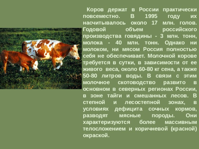  Коров держат в России практически повсеместно. В 1995 году их насчитывалось около 17 млн. голов. Годовой объем российского производства говядины - 3 млн. тонн, молока - 40 млн. тонн. Однако ни молоком, ни мясом Россия полностью себя не обеспечивает. Молочной корове требуется в сутки, в зависимости от ее живого веса, около 60-80 кг сена, а также 50-80 литров воды. В связи с этим молочное скотоводство развито в основном в северных регионах России, в зоне тайги и смешанных лесов. В степной и лесостепной зонах, в условиях дефицита сочных кормов, разводят мясные породы. Они характеризуются более массивным телосложением и коричневой (красной) окраской.    