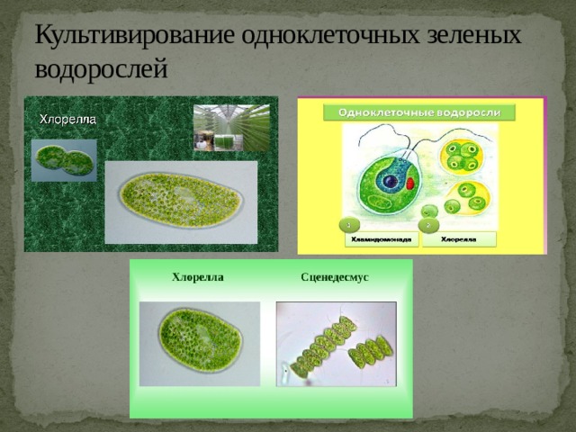 Культивирование одноклеточных зеленых водорослей 