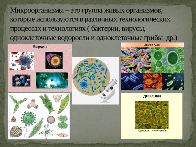 Микроорганизмы – это группа живых организмов, которые используются в различных технологических процессах и технологиях ( бактерии, вирусы, одноклеточные водоросли и одноклеточные грибы др.) 