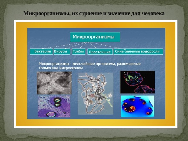 Микроорганизмы, их строение и значение для человека 