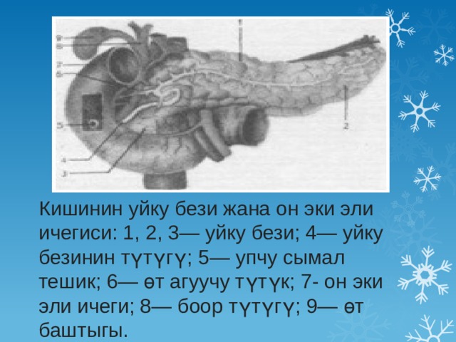 Кишинин уйку бези жана он эки эли ичегиси: 1, 2, 3— уйку бези; 4— уйку безинин түтүгү; 5— упчу сымал тешик; 6— өт агуучу түтүк; 7- он эки эли ичеги; 8— боор түтүгү; 9— өт баштыгы. 