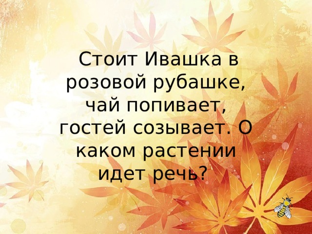   Стоит Ивашка в розовой рубашке, чай попивает, гостей созывает. О каком растении идет речь? 