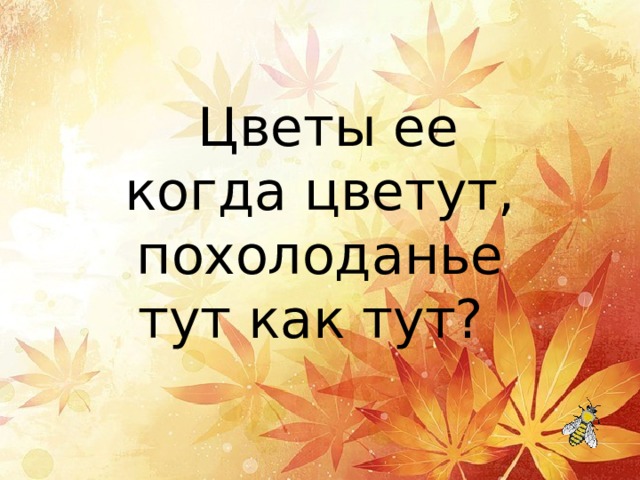   Цветы ее когда цветут, похолоданье тут как тут?  