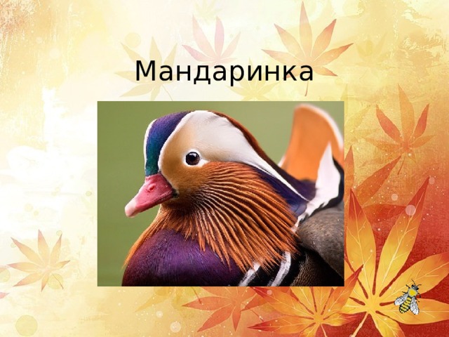 Мандаринка 