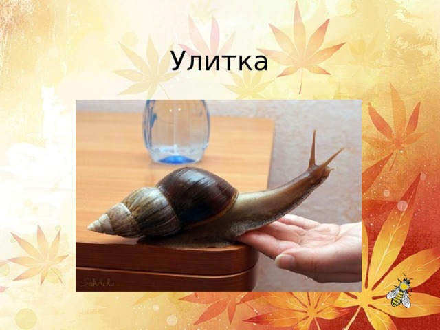 Улитка 