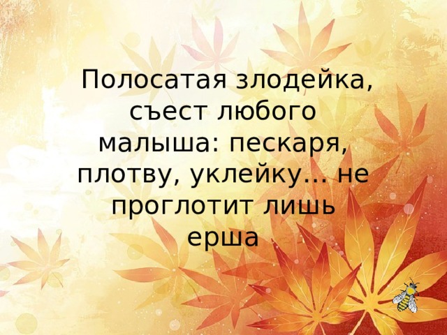   Полосатая злодейка, съест любого малыша: пескаря, плотву, уклейку… не проглотит лишь ерша 