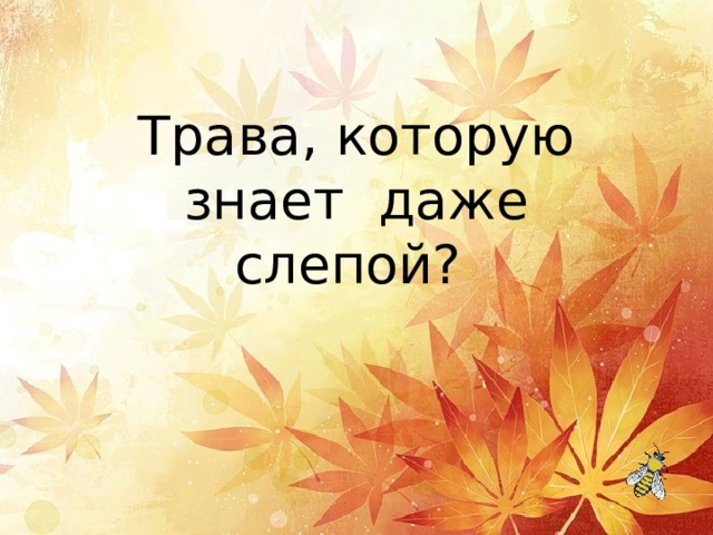   Трава, которую знает даже слепой? 