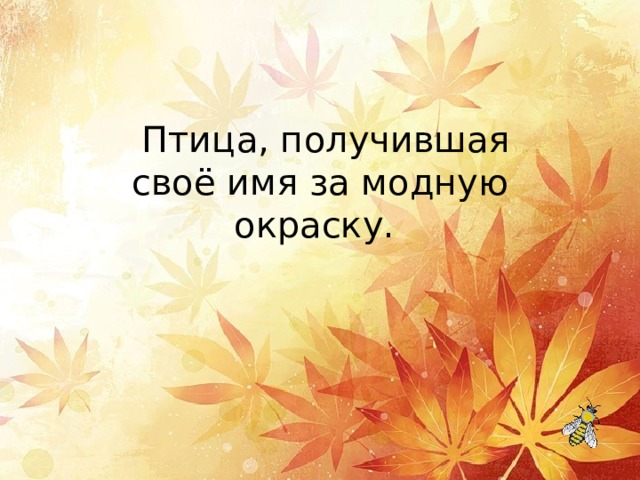   Птица, получившая своё имя за модную окраску. 