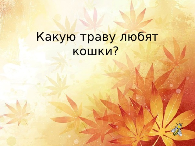  Какую траву любят кошки? 