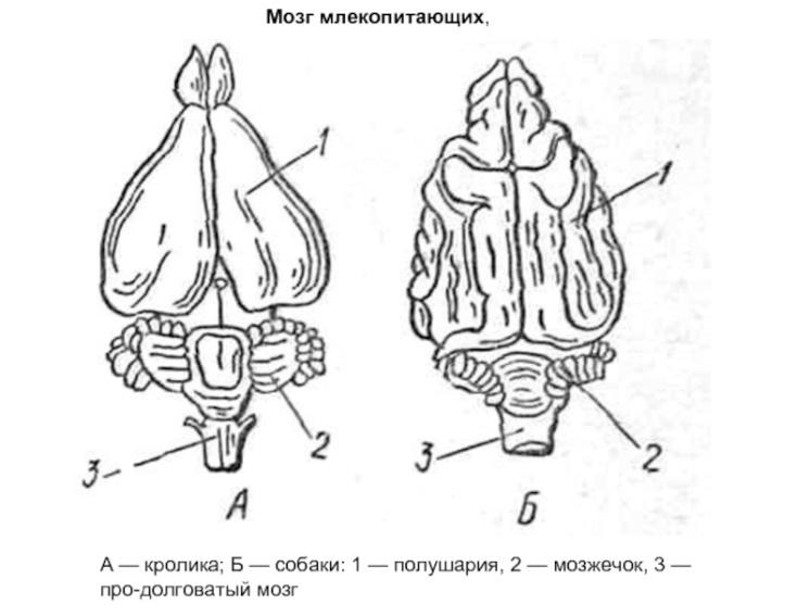 Мозг какой систематической группы изображен на рисунке