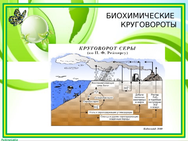 Схема биогеохимического цикла углерода