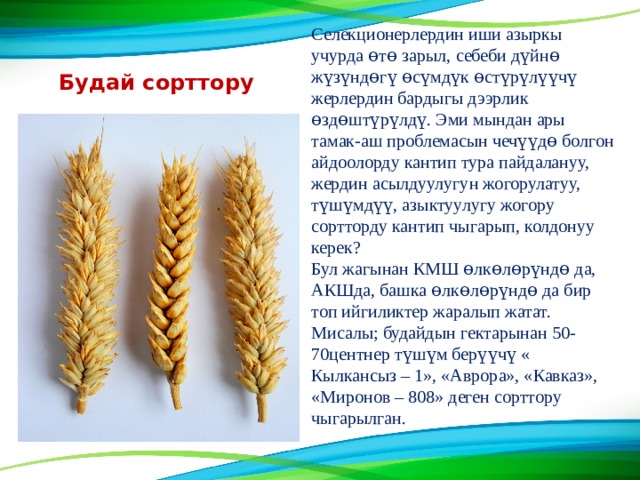 Селекционерлердин иши азыркы учурда ɵтө зарыл, себеби дүйнɵ жүзүндөгү өсүмдүк ɵстүрүлүүчү жерлердин бардыгы дээрлик өздɵштүрүлдү. Эми мындан ары тамак-аш проблемасын чечүүдɵ болгон айдоолорду кантип тура пайдалануу, жердин асылдуулугун жогорулатуу, түшүмдүү, азыктуулугу жогору сортторду кантип чыгарып, колдонуу керек? Бул жагынан КМШ өлкɵлөрүндө да, АКШда, башка ɵлкөлɵрүндө да бир топ ийгиликтер жаралып жатат. Мисалы; будайдын гектарынан 50-70центнер түшүм берүүчү « Кылкансыз – 1», «Аврора», «Кавказ», «Миронов – 808» деген сорттору чыгарылган. Будай сорттору 