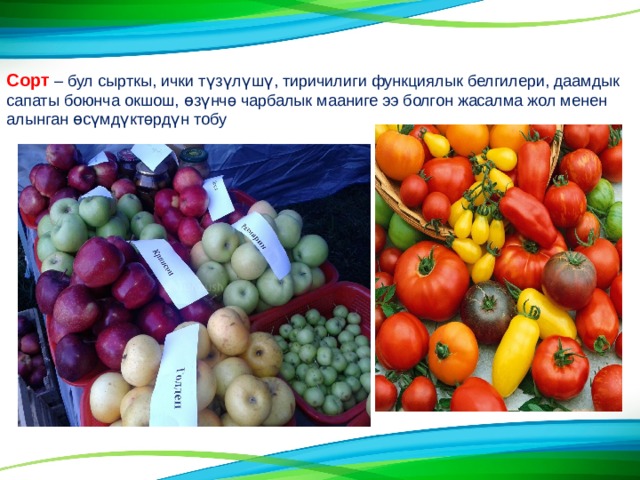 Сорт – бул сырткы, ички т ү з ү л ү ш ү , тиричилиги функциялык белгилери, даамдык сапаты боюнча окшош, ɵ з ү нч ө чарбалык мааниге ээ болгон жасалма жол менен алынган ɵ с ү мд ү кт ө рд ү н тобу 