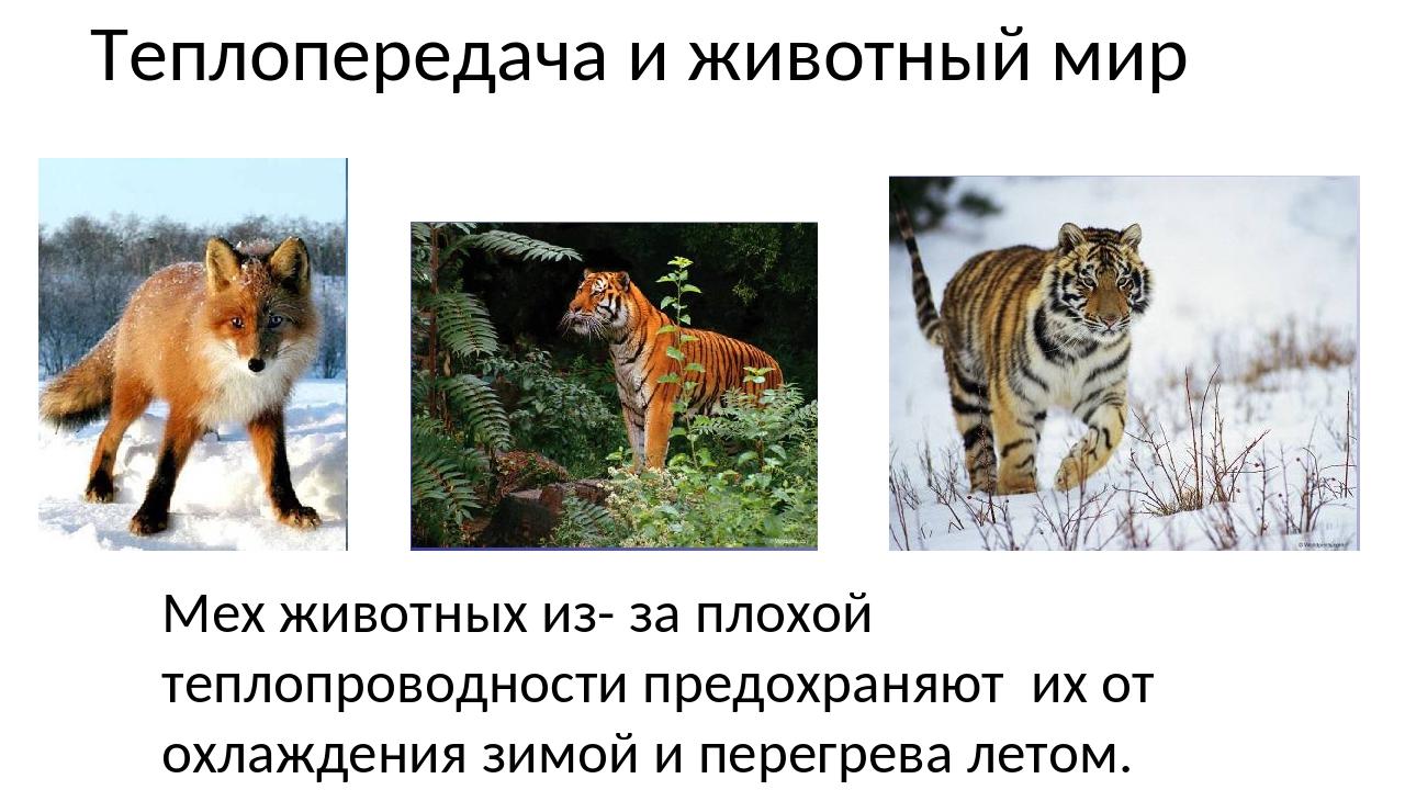 Примеры использования животными. Теплопроводность в природе. Примеры теплопроводности в природе и технике. Примеры теплопередачи в природе. Теплопроводность в приро.