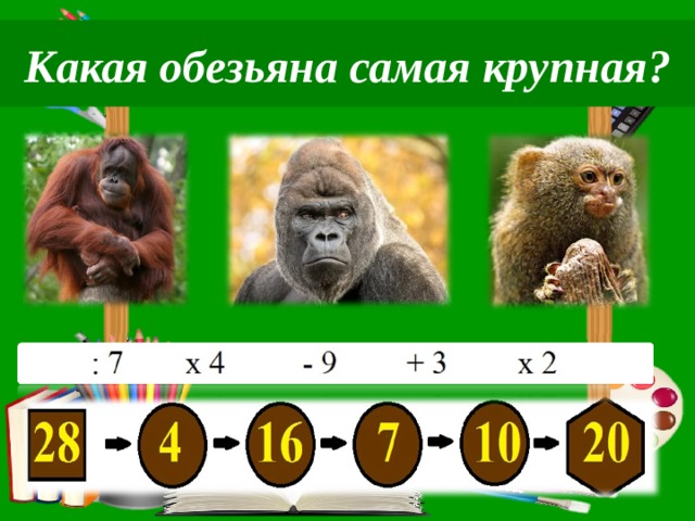 Какая обезьяна самая крупная? 