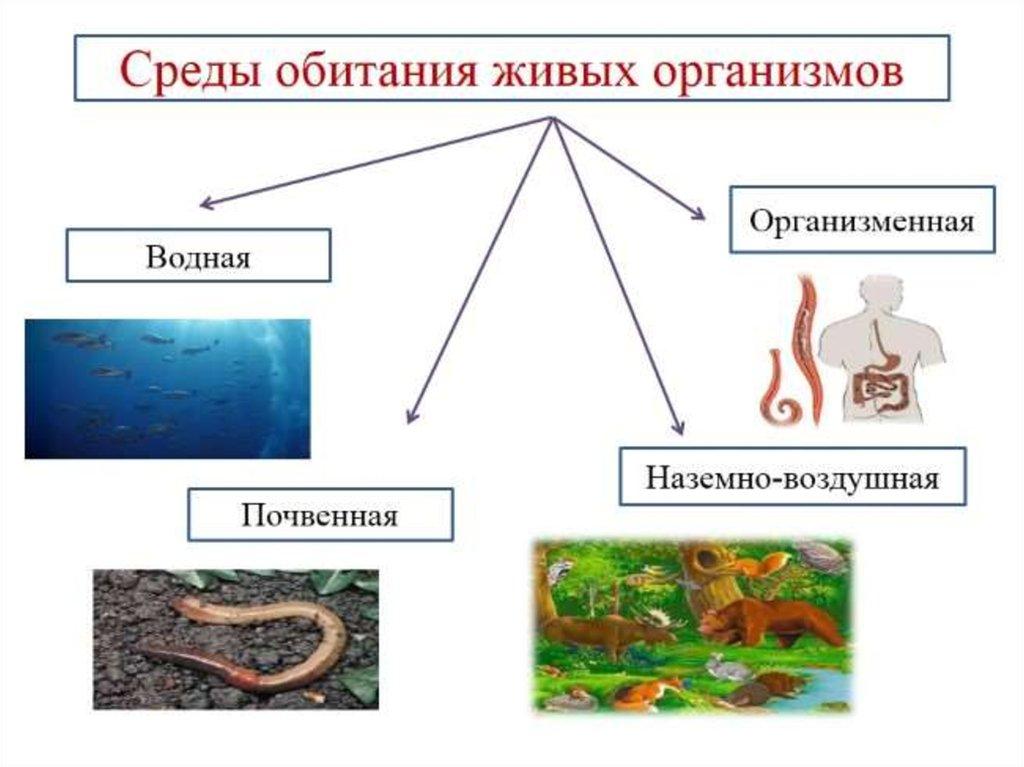 Условия жизни животных схема