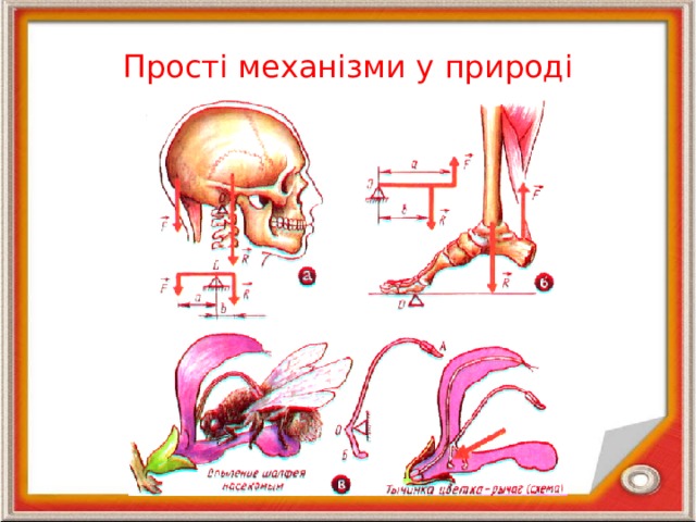 Прості механізми у природі 