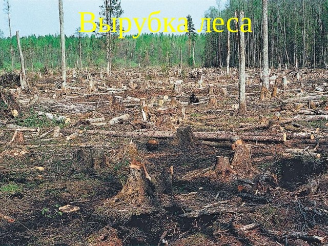 Вырубка леса 