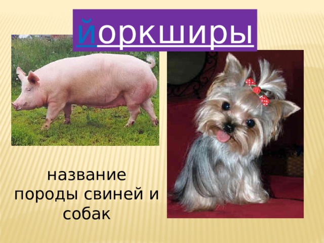 й оркширы название породы свиней и собак 