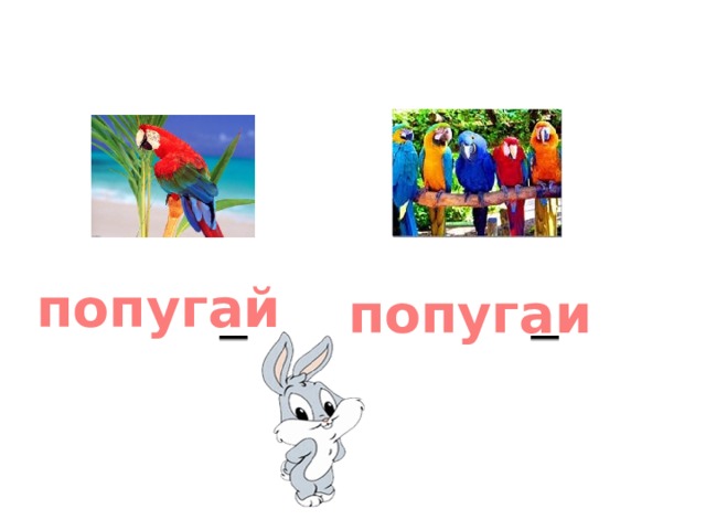 попугай попугаи 