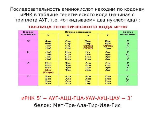 Последовательность аминокислот находим по кодонам иРНК в таблице генетического кода (начиная с триплета АУГ, т.е. «откидываем» два нуклеотида) :   иРНК 5’ − АУГ-АЦЦ-ГЦА-УАУ-АУЦ-ЦАУ − 3’  белок: Мет-Тре-Ала-Тир-Иле-Гис 