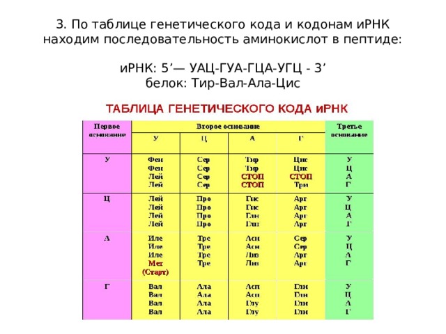 Белковый код. Таблица генетического кода ТРНК. Генетический код ИРНК таблица. Таблица кодонов РНК. Таблица аминокислот по ИРНК ЕГЭ.