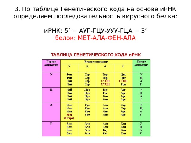 3. По таблице Генетического кода на основе иРНК определяем последовательность вирусного белка:     иРНК: 5’ − АУГ-ГЦУ-УУУ-ГЦА − 3’  белок: МЕТ-АЛА-ФЕН-АЛА   