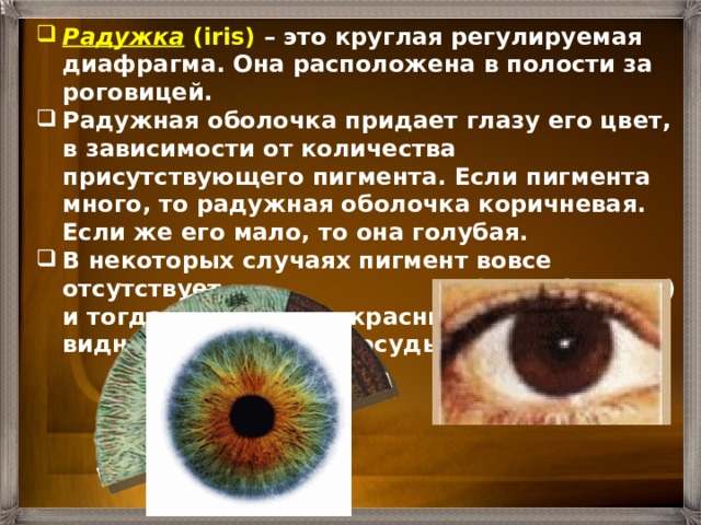 Радужка  (iris) – это круглая регулируемая диафрагма. Она расположена в полости за роговицей. Радужная оболочка придает глазу его цвет, в зависимости от количества присутствующего пигмента. Если пигмента много, то радужная оболочка коричневая. Если же его мало, то она голубая. В некоторых случаях пигмент вовсе отсутствует (у альбиносов) и тогда глаза имеют красный цвет, так как видны кровеносные сосуды оболочки. 