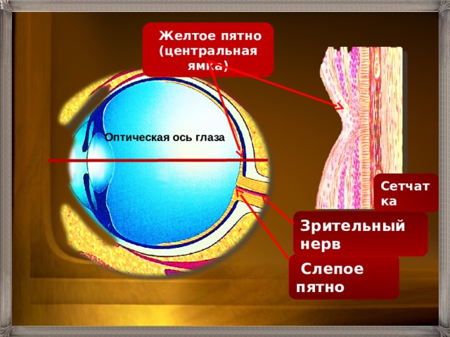  Желтое пятно (центральная ямка) Оптическая ось глаза Сетчатка Зрительный нерв  Слепое пятно 