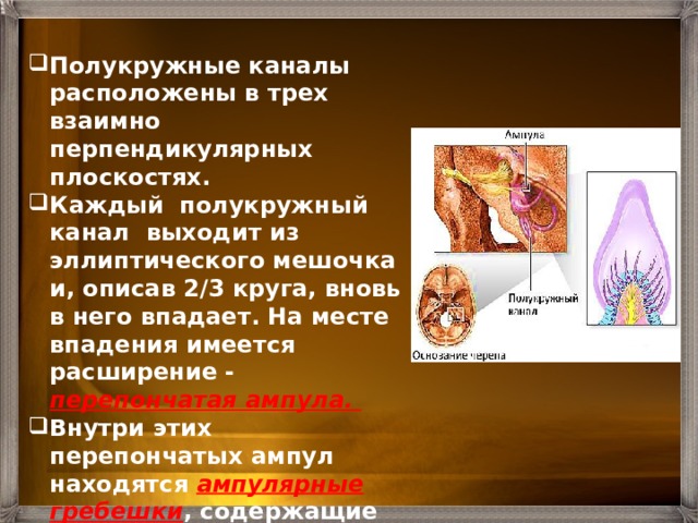 В толще стенок преддверия расположены