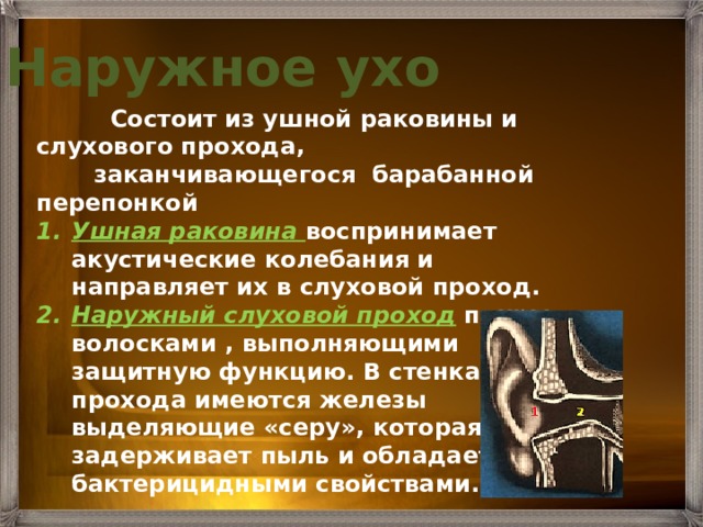 Передняя стенка наружного слухового прохода граничит с тест