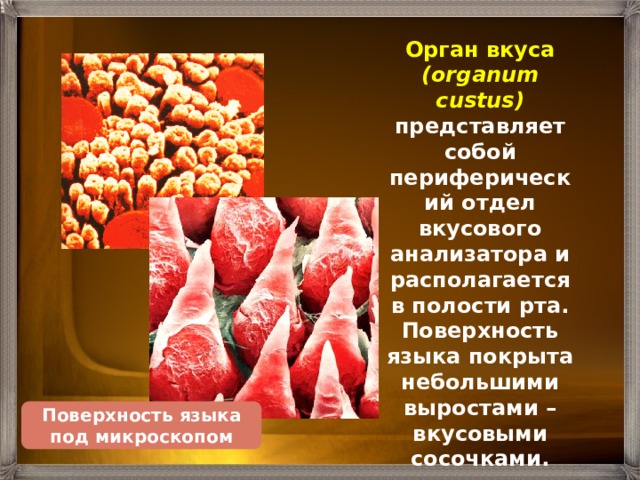 Орган вкуса (organum custus)  представляет собой периферический отдел вкусового анализатора и располагается в полости рта. Поверхность языка покрыта небольшими выростами – вкусовыми сосочками. Поверхность языка под микроскопом 
