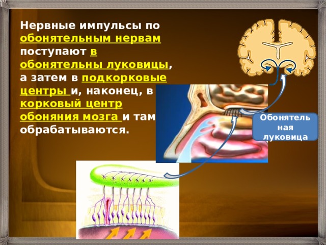 Нервные импульсы по обонятельным нервам поступают в обонятельны луковицы , а затем в подкорковые центры и, наконец, в корковый центр обоняния мозга и там обрабатываются. Обонятельная луковица 