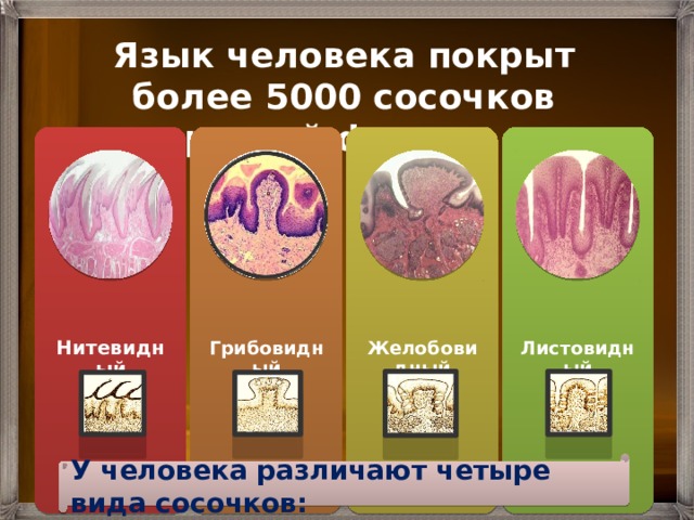 Язык человека покрыт более 5000 сосочков разной формы. Нитевидный Грибовидный Желобовидный Листовидный У человека различают четыре вида сосочков: 