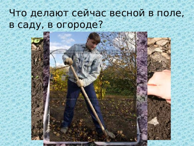 Что делают сейчас весной в поле, в саду, в огороде? 