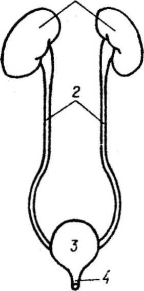Рисунок выделительной системы человека