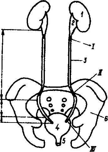 Ход мочеточника в малом тазу у женщин схема