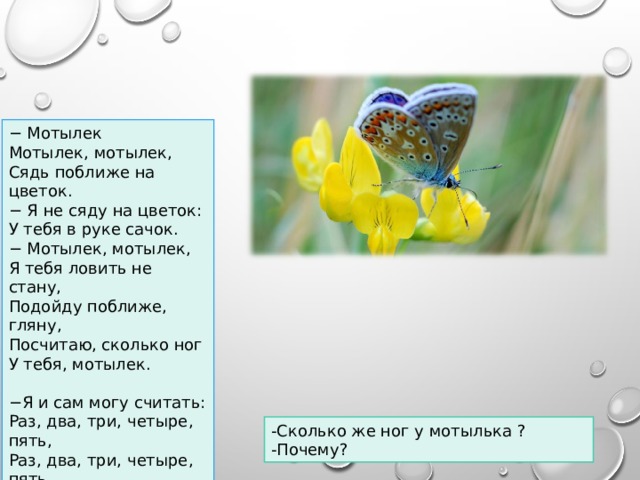  − Мотылек Мотылек, мотылек, Сядь поближе на цветок. − Я не сяду на цветок: У тебя в руке сачок. − Мотылек, мотылек, Я тебя ловить не стану, Подойду поближе, гляну, Посчитаю, сколько ног У тебя, мотылек. − Я и сам могу считать: Раз, два, три, четыре, пять, Раз, два, три, четыре, пять... Сосчитаю, сколько ног, Без тебя дружок! -Сколько же ног у мотылька ? -Почему?  