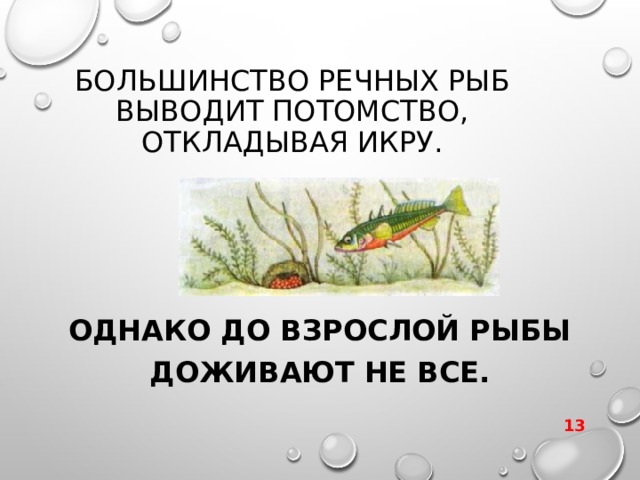 БОЛЬШИНСТВО РЕЧНЫХ РЫБ ВЫВОДИТ ПОТОМСТВО, ОТКЛАДЫВАЯ ИКРУ. ОДНАКО ДО ВЗРОСЛОЙ РЫБЫ ДОЖИВАЮТ НЕ ВСЕ.  