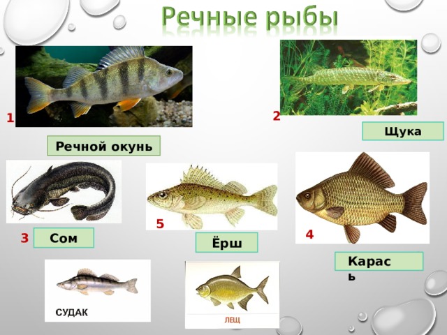 2 1 Щука Речной окунь 5 4 3 Сом Ёрш Карась  