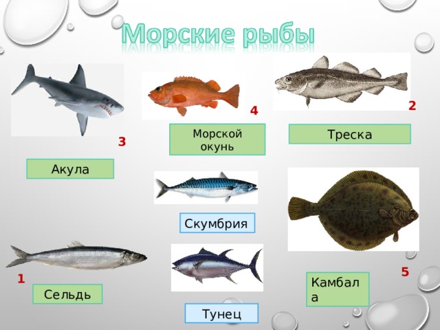 2 4 Морской окунь Треска 3 Акула Скумбрия 5 1 Камбала Сельдь Тунец 