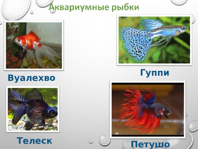 Гуппи Вуалехвост Телескоп Петушок 