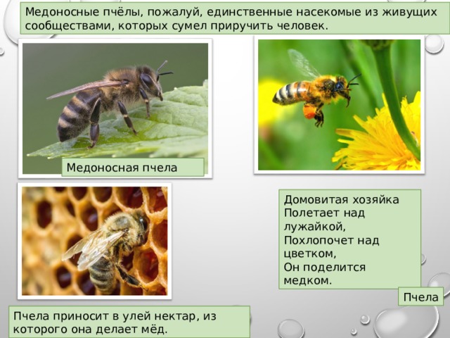 Медоносные пчёлы, пожалуй, единственные насекомые из живущих сообществами, которых сумел приручить человек.  Медоносная пчела Домовитая хозяйка Полетает над лужайкой, Похлопочет над цветком, Он поделится медком. Пчела Пчела приносит в улей нектар, из которого она делает мёд. 