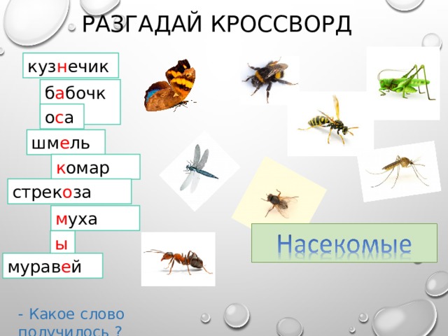РАЗГАДАЙ КРОССВОРД куз н ечик б а бочка о с а шм е ль к омар стрек о за м уха ы мурав е й  - Какое слово получилось ?  