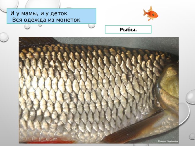  И у мамы, и у деток  Вся одежда из монеток. Рыбы. 
