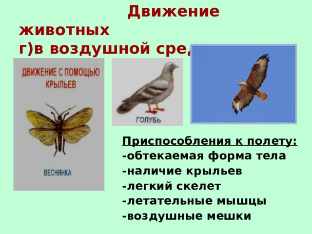 Наличие крыльев. Движение животных в воздушной среде. Движения организмов в воздушной среде. Приспособления голубя к среде обитания. Движения организмов в воздушной среде приспособления.